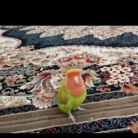 طوطی برزیلی و مرغ عشق