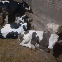 گوساله شاروله سیمینتال و مونت بیلیارد
