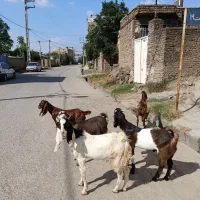 فروش 5تا بزغاله جنس پاکستانی