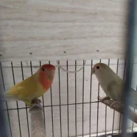 یک جفت طوطی برزیلی