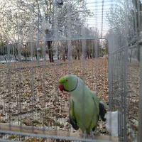 طوطی ملنگو فوق دستی و چلوندنی بازیگوش
