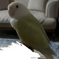 طوطی برزیلی نر ۱۰ماهه