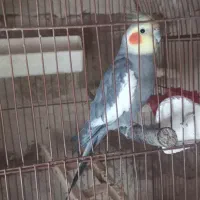 یک جفت عروس هلندی نروماده|پرنده|بوکان, |دیوار