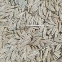 جو محلی مغان