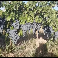 انگور سیاه سردشت