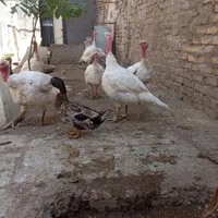 بوقلمون بیوتی گوشتی|حیوانات مزرعه|مشهد, شهرک شهید باهنر|دیوار