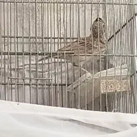 جوجه طورقی