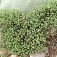 آویشن سبز و تازه