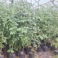 کارگر مجرب برای گلخانه