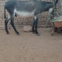 اولاغ