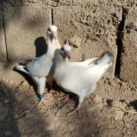 جوجه پلاکی