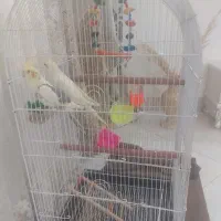 عروس هلندی نر وماده
