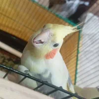 جوجه عروس هلندی سرلاکی