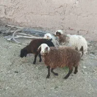 میش و بره و بره نر