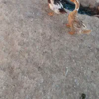 اردک