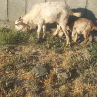 بزجوان بابزغاله سلالن