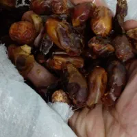 ضایعات خرما