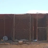 تور مرغی و کفتری