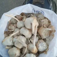 سیر خشک