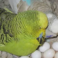 مرغ عشق