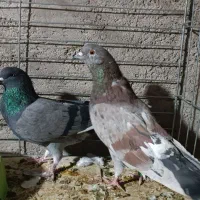 کفتر|پرنده|اردکان, |دیوار