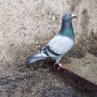 کبوتر