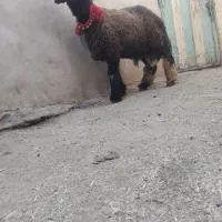 بره قوچ میش