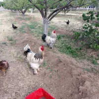 خروس و اردک