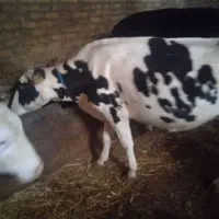 گاو تازه زاییده