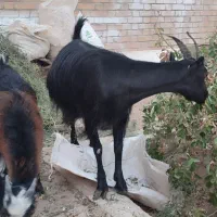 بز و کهره نر