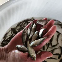 ماهی تاتا نژاد اصلاحی همه چیز خوار مناسب