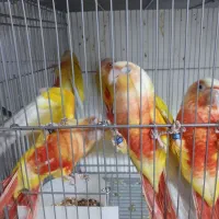 گرین چیک رد چیک طوطی