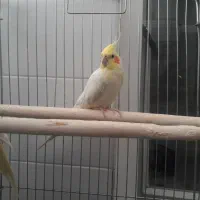 عروس هلندی نر