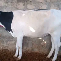 گاو