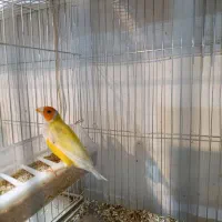 گلدین نر تک کار