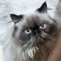 گربه پرشین و هیمالین نر وماده