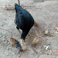 مرغ لاری با جوجه