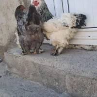 تخم نطفه دار برهما