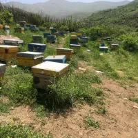 عسل درجه یک الموت قزوین