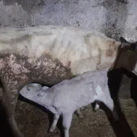 گاو شیری|حیوانات مزرعه|نیر (اردبیل), |دیوار