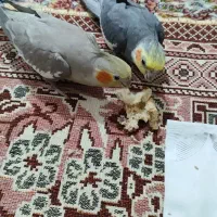عروس هلندی
