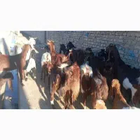 بز نجدی|حیوانات مزرعه|اهواز, اسماعیلیه|دیوار