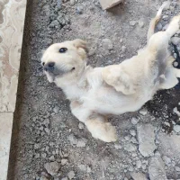 توله سگ پاکوتاه