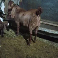 بزغاله نر یک ساله پاکستانی