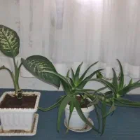 گل وگیاه.|گل و گیاه طبیعی|خلخال, |دیوار