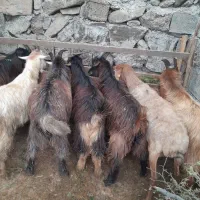 بز غاله فروشی تعدادبالا