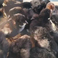 جوجه بلک استار درجه یک