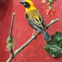 فنچ طوطی وار، آبی پوش ، هلنا