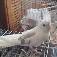 عروس هلندی نر