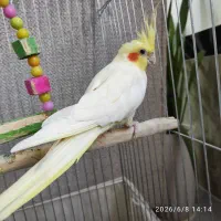 عروس هلندی ماده رام ودستی